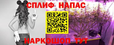 крисы Славгород